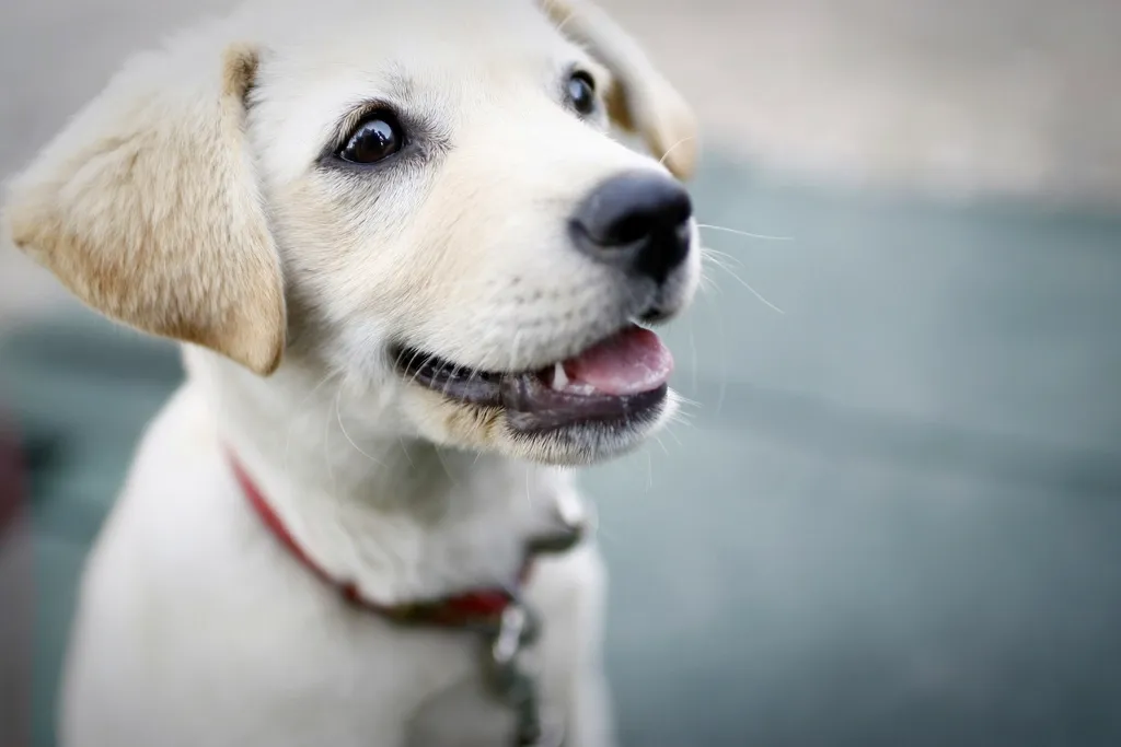 A happy Labrador puppy