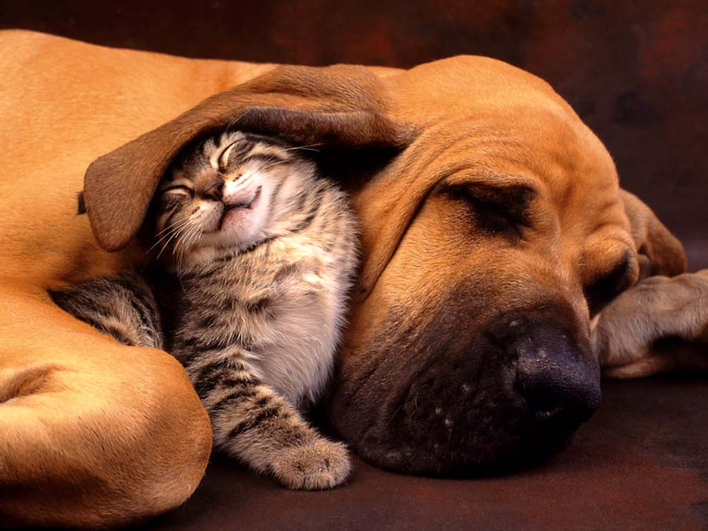 A dog and cat snuggled up together