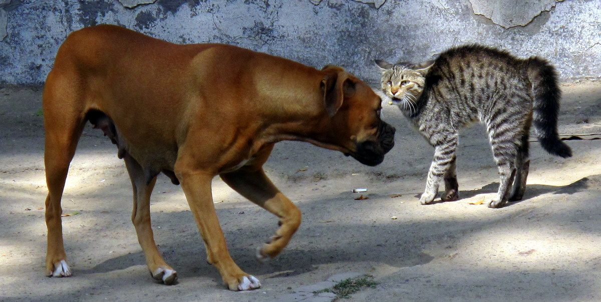 A dog and cat greeting each other