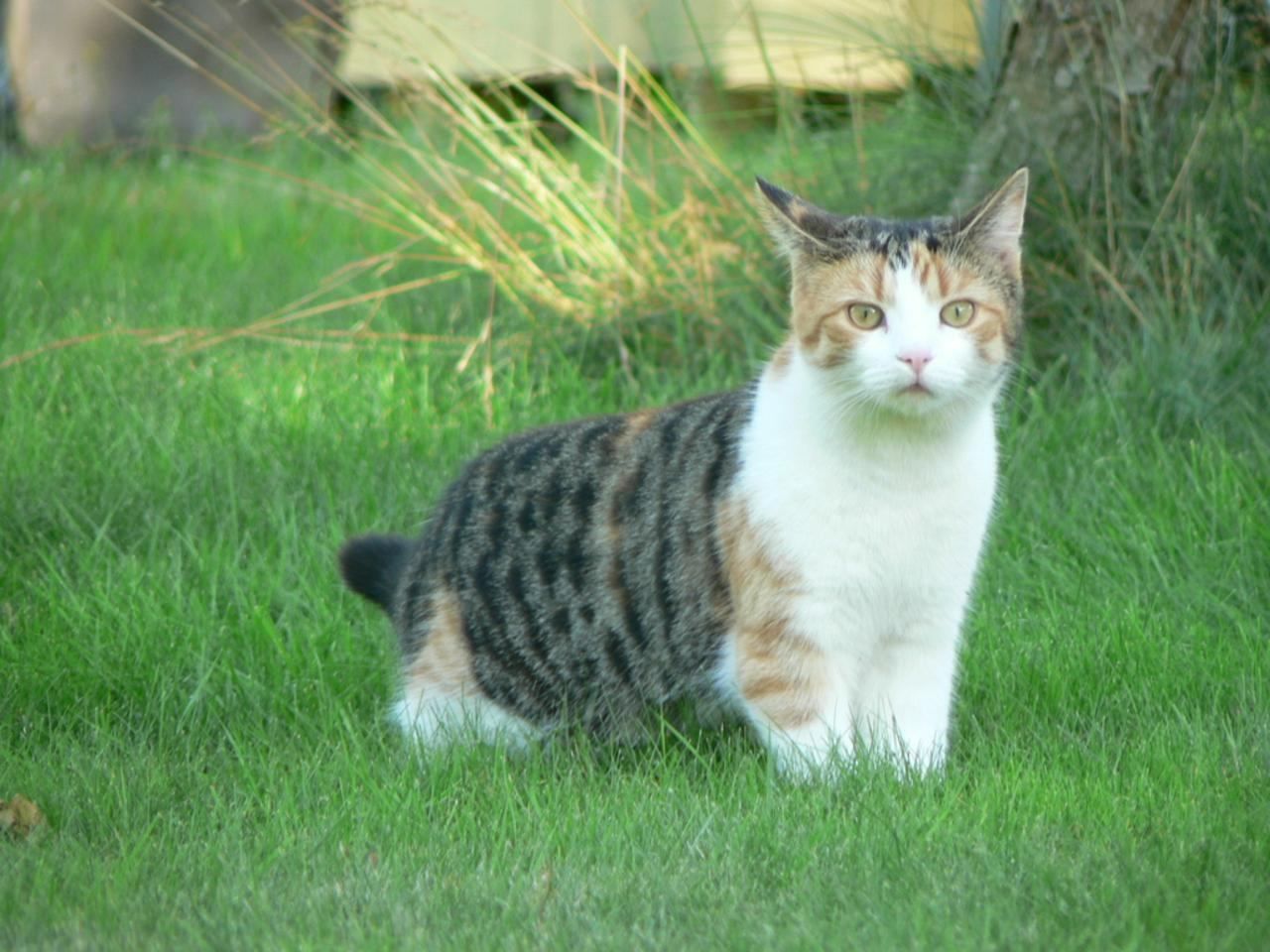 A calico cat standing in the grass